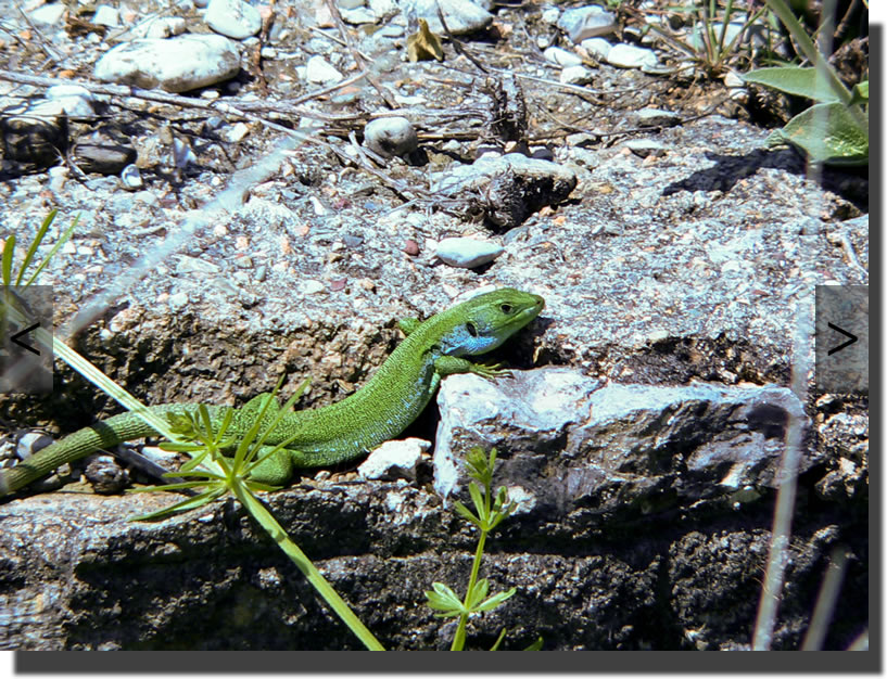 lacerta trilineata